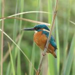 122191400_fa8ede4026_kingfisher