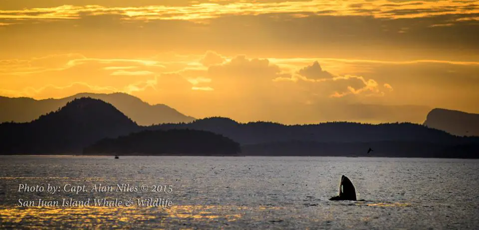 Popping head up to have a look around - whale watching off San Juan Island at sunset - LifeBeyondBorders