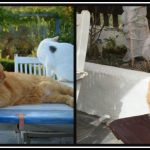 Amanda Settle’s cats on Rhodes, Greece – LifeBeyondBorders